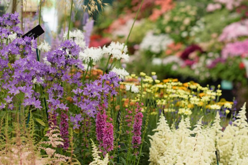 Display in the Floral Marquee