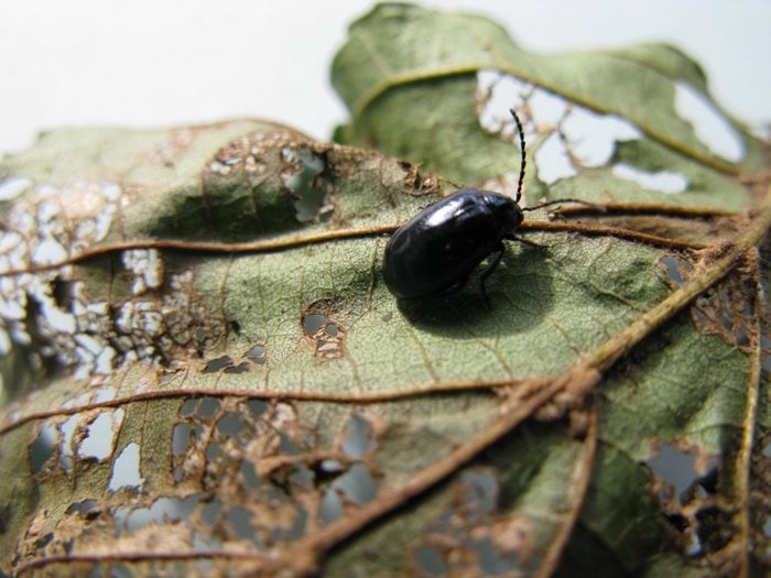 Adult blue alder leaf beetle
