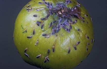 Mussel scale on apple fruit