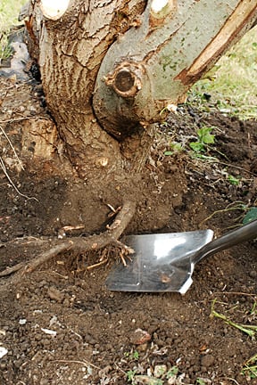 Digging out a stump. Credit: RHS/John Trenholm.
