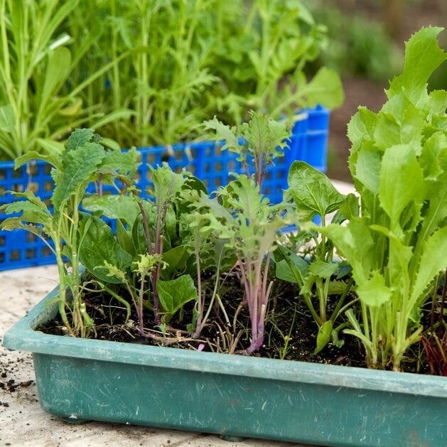 Salad growing in pots