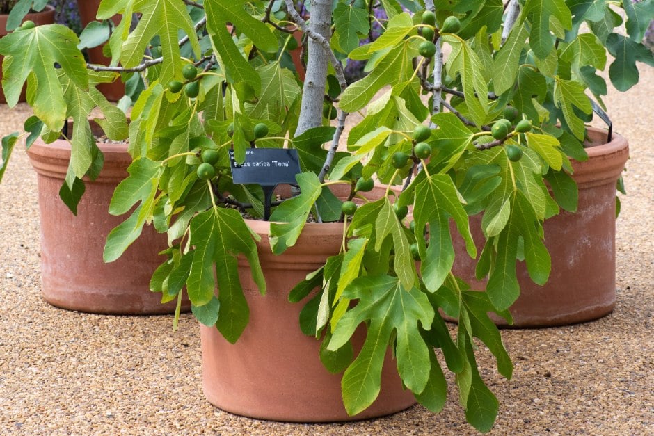 Ficus carica 'Tena' at RHS Wisley Ficus carica 'Tena' at RHS Wisley