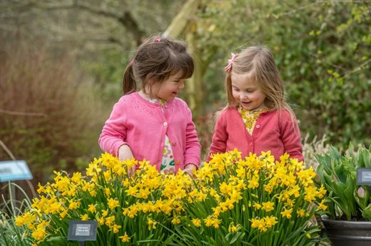 Visitors looking at miniature daffodils