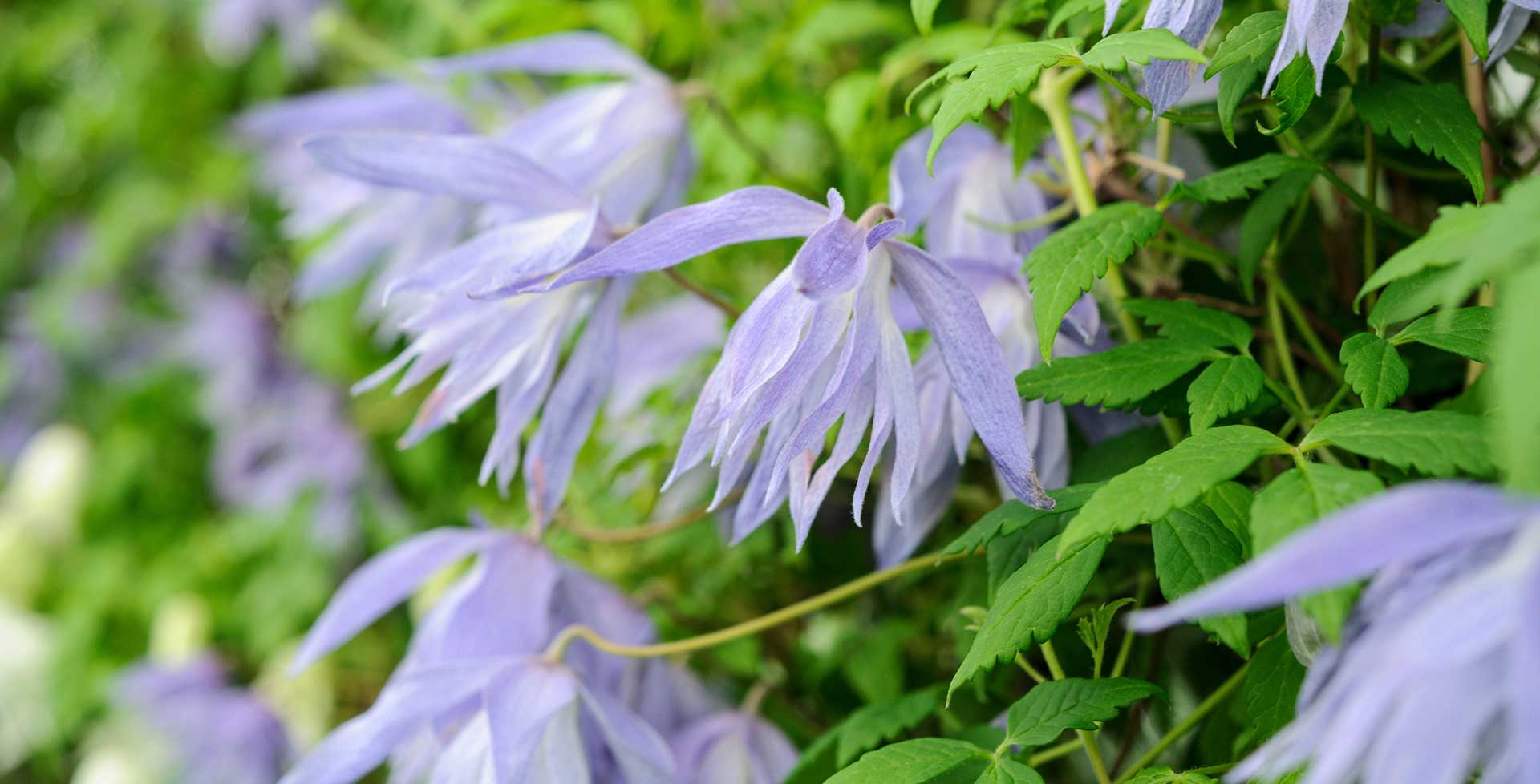 25 White Purple Clematis Seeds - Perennial Flower Seeds - Climbing Bloom - Cold Hardy Zones 4-5 - Toadstool Seeds (US Seller)