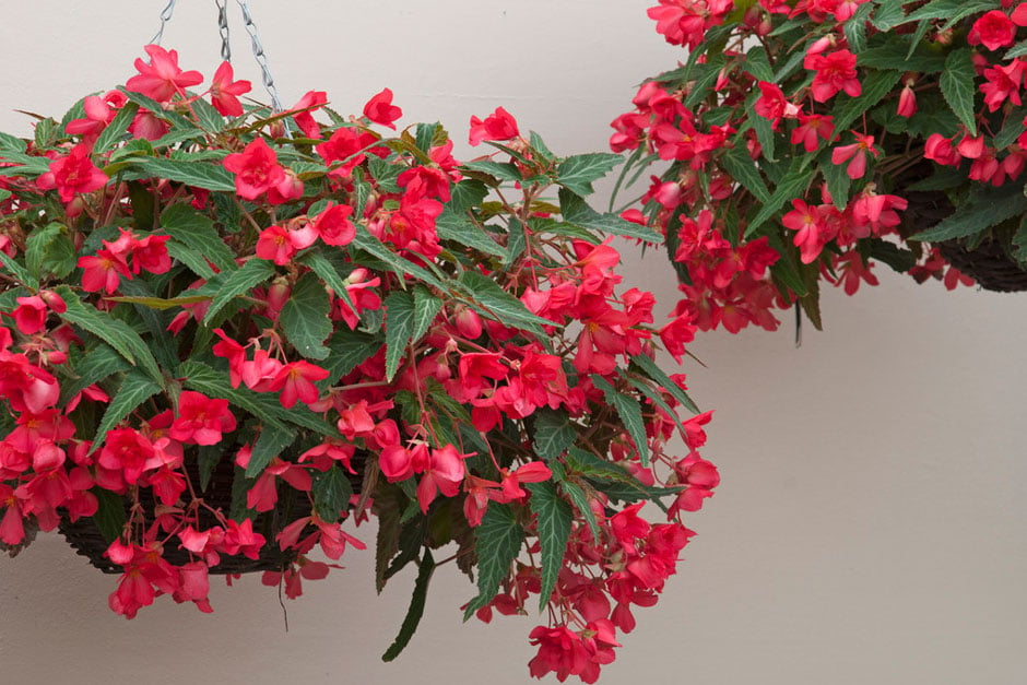 How to plant a hanging basket