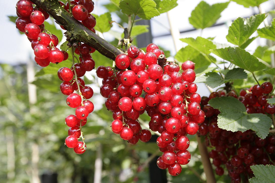 How to grow Redcurrants | Fruits
