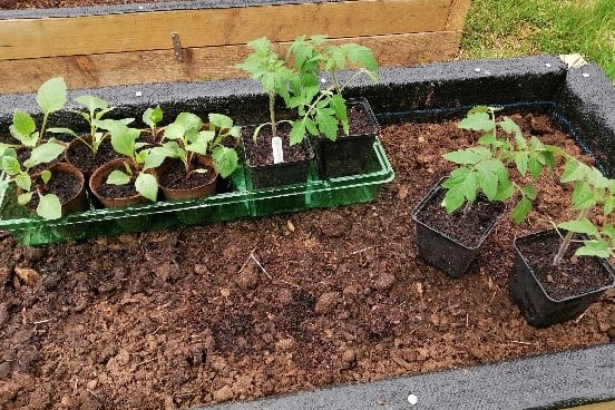 Hardening off a few back-up plants