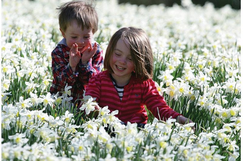 Children among daffodils, Threave Garden. Image Mike Bolam