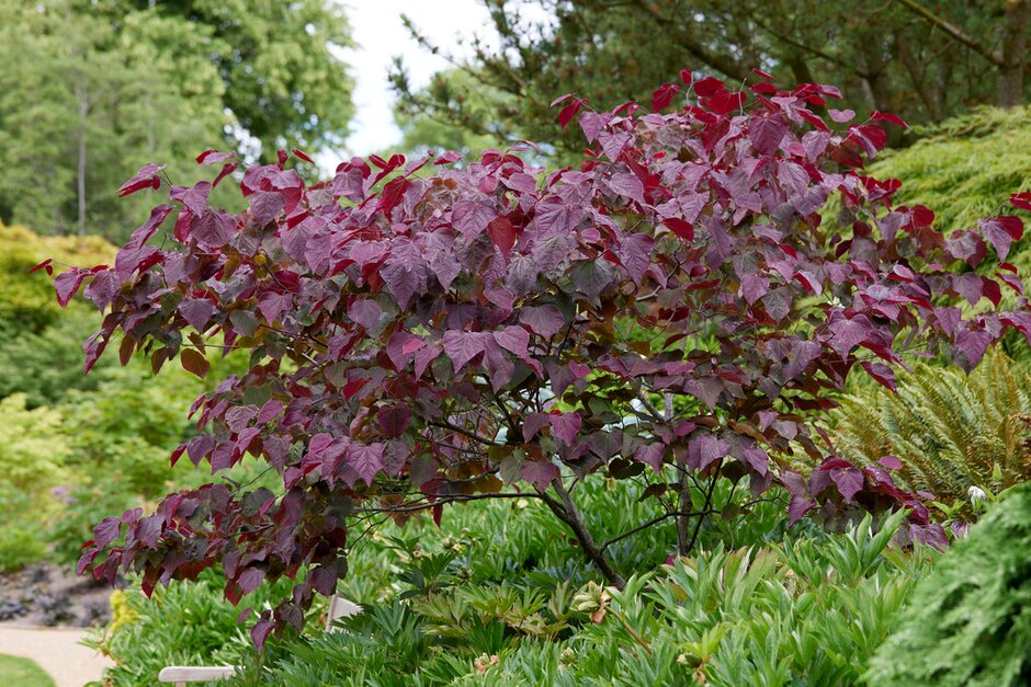 10 award-winning plants with dark foliage / RHS Gardening