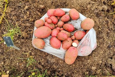 Potato trials