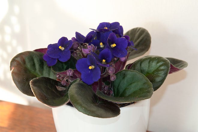 Discover African violets