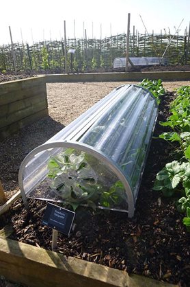 Cloche protection for the strawberries