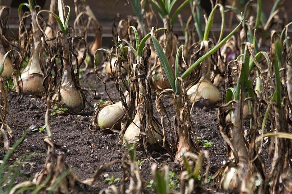 How to grow salad onions / RHS Gardening