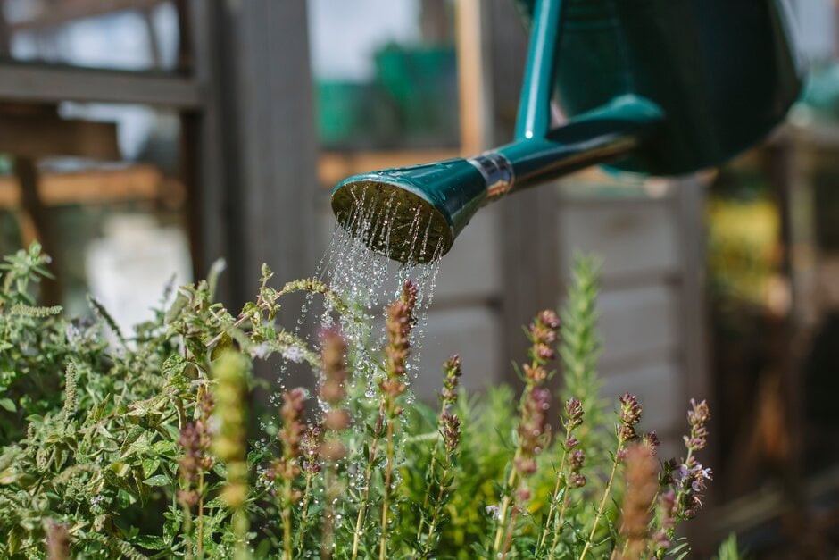 Watering an allotment