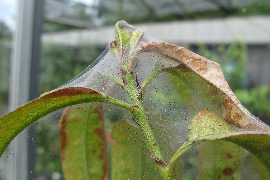 Glasshouse red spider or two spotted mite