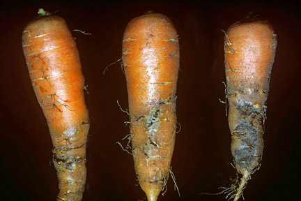 Carrot fly