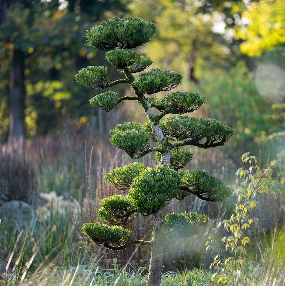 Cloud pruning