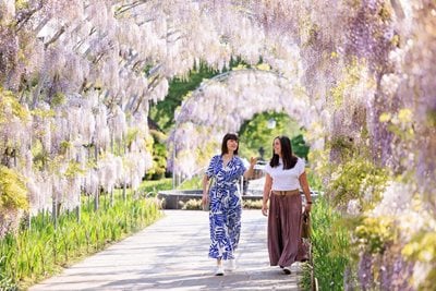 Wisteria Walk at RHS Wisley