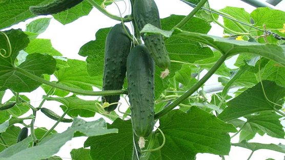 How To Grow Cucumbers Rhs Gardening