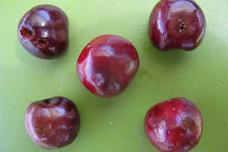 Spotted wing Drosophila Damaged cherry fruits