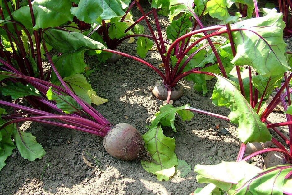 Beetroot Plant