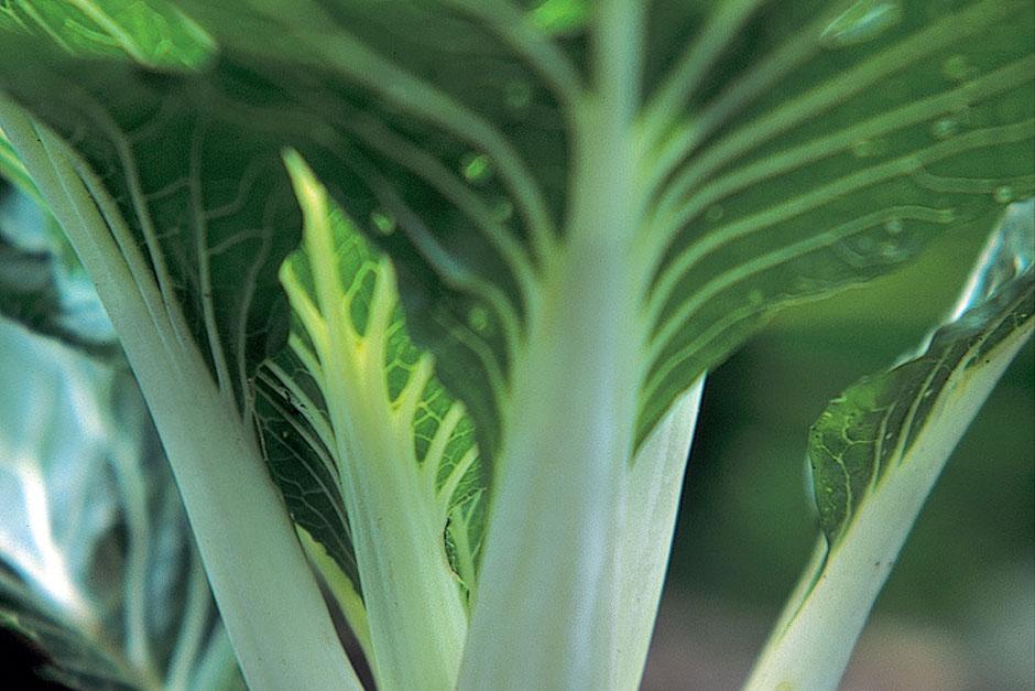 RHS Grow Your Own Chinese cabbage