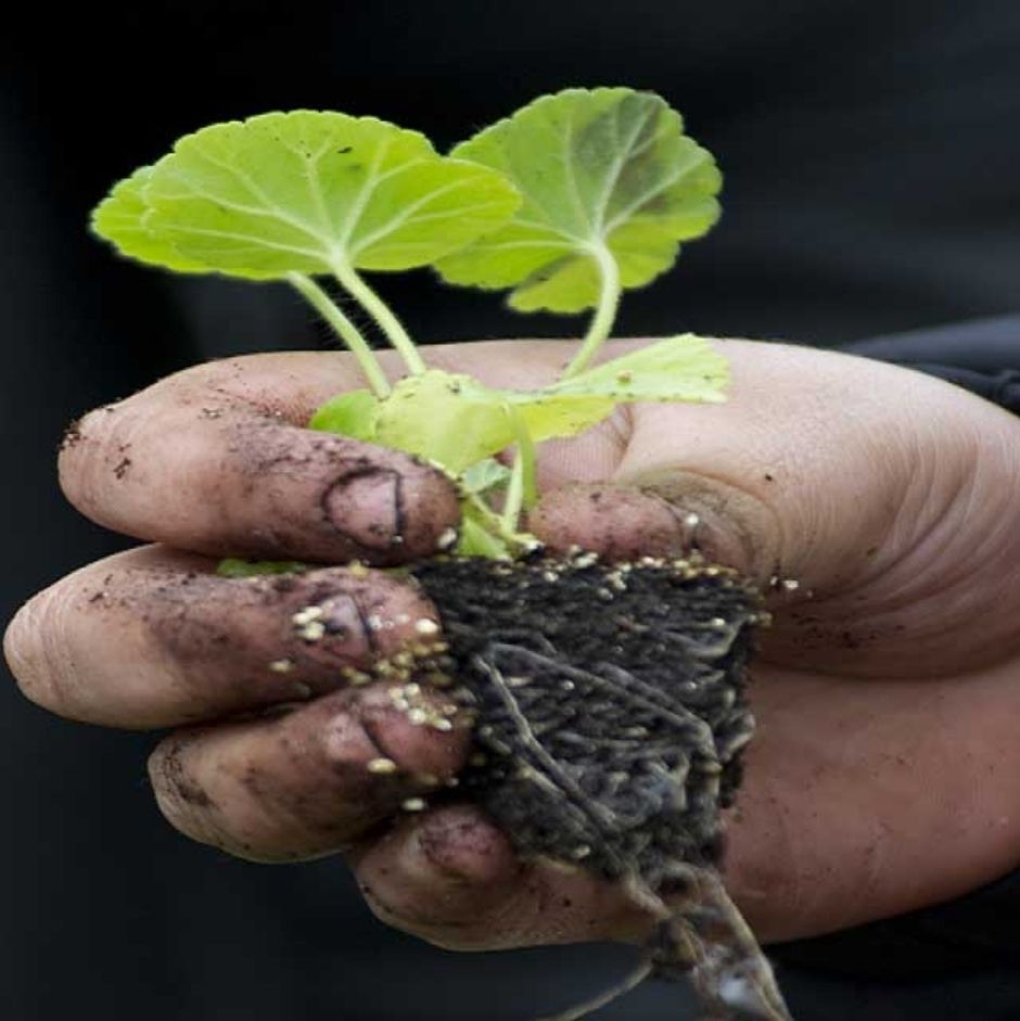 How to pot up plug plants / RHS Gardening
