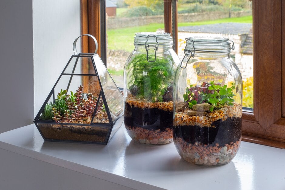 Terrarium care: tips on how to look after your display