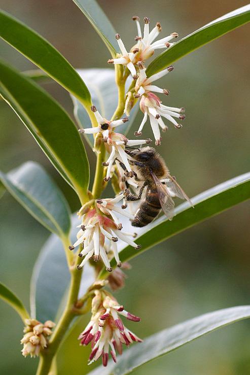 Bee on sarcococca