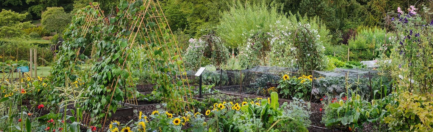 photograph of the garden