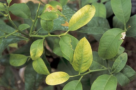 Citrus with yellowing leaves