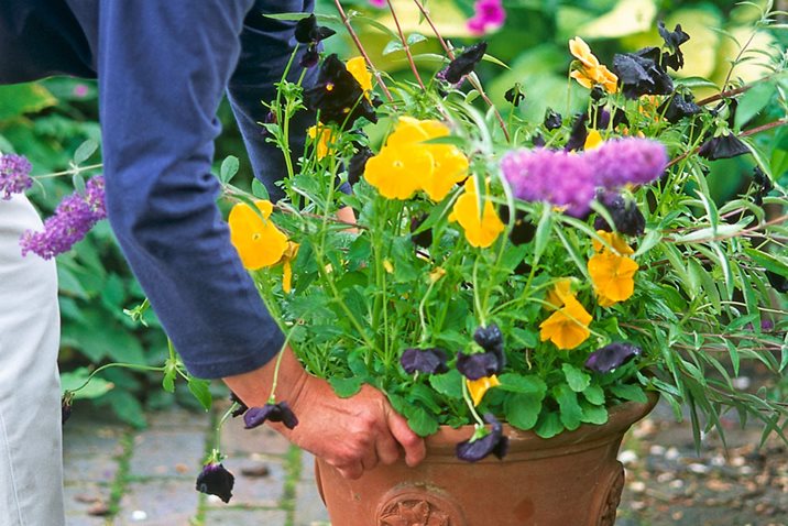 Rhs Gardening, How To Prepare Outdoor Pots For Planting