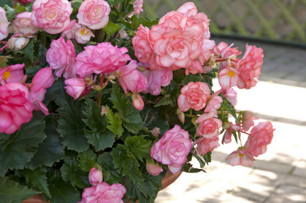 Begonias growing in containers
