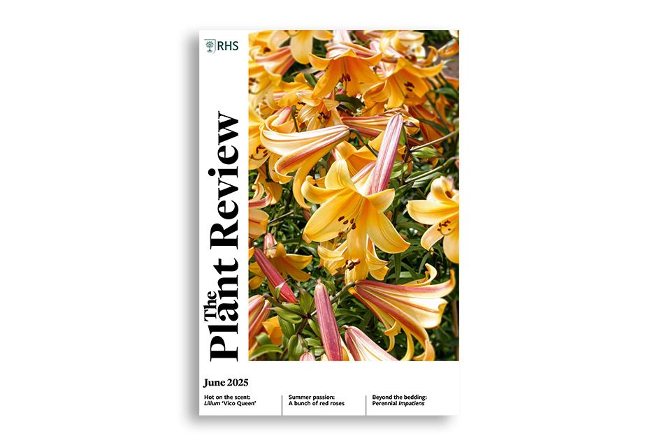 Explore the interesting findings and worthy winners of the recent RHS Plant Trial of red roses. Learn about a spectacular lily, Lilium &lsquo;Vico Queen&rsquo;, and the impressive individual who bred it.&nbsp;Look beyond summer bedding and assess some of the perennial Impatiens to be found at Farmyard Nurseries. Uncover the legacy of plants left by John Watson, one of the great students of the Chilean flora.&nbsp;Hail the horticultural survivor, Roscoea &lsquo;Wisley Amethyst&rsquo; and its precarious path to safety.
