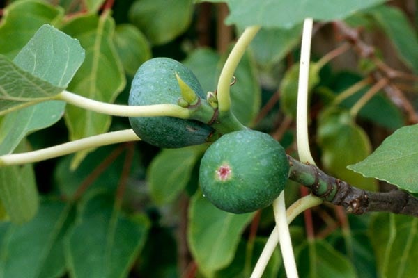 How to grow figs / RHS Gardening
