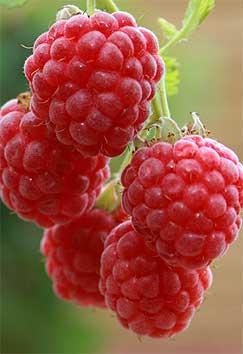 The luscious fruits of Raspberry 'Ruby Beauty'