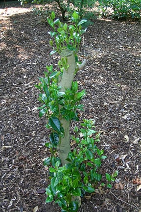 Regrowth on a shrub that has had hard, renovation pruning.