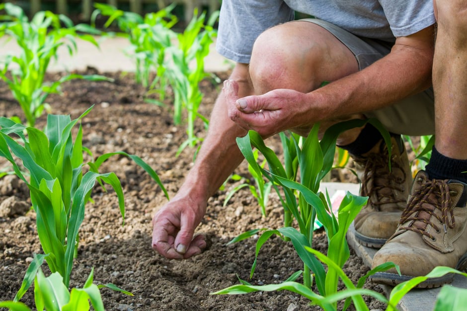 A native hornbeam hedge with an arch-shaped gate