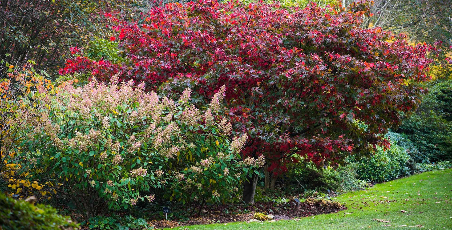 Shrubs With Bright Fall Foliage