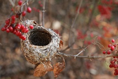 An old nest in a red-berried viburnum shrub