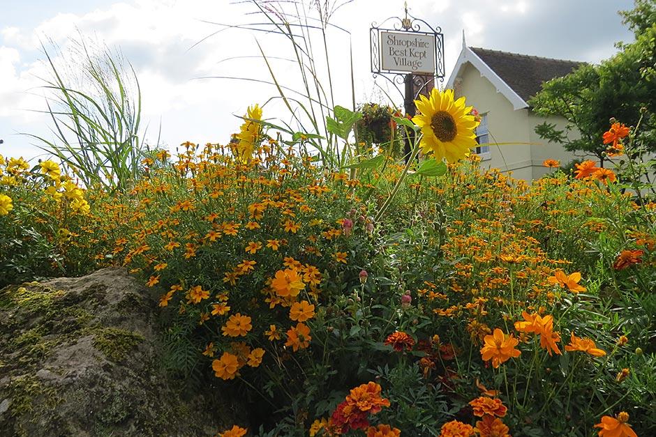 2015 Winner Norton in Hales