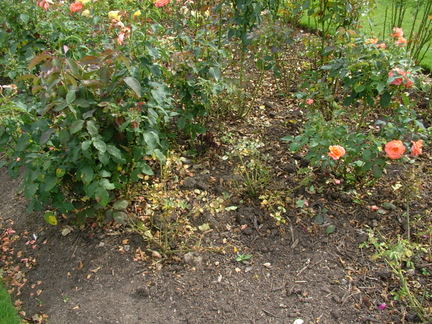 Replant disease / RHS Gardening