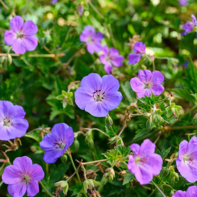 Geranium Rozanne plant