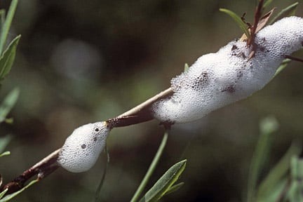 Cuckoo spit (spittlebugs) / RHS Gardening