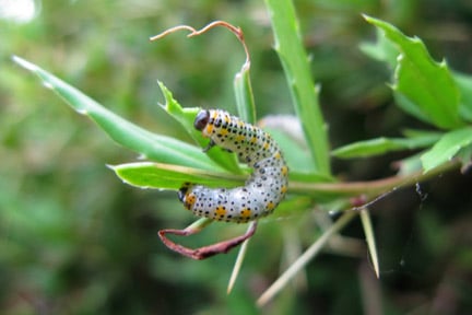 Berberis sawfly larvae.