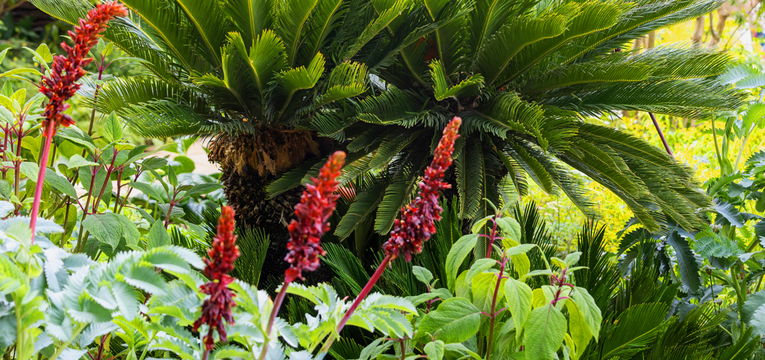 8 star plants of RHS Chelsea 2026 / RHS Gardening