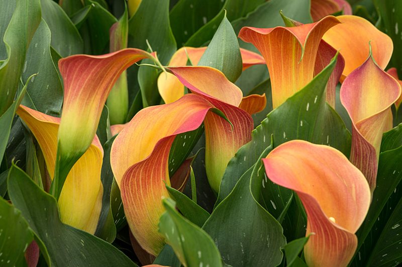 Zantedeschia 'Qatar' - new for 2017