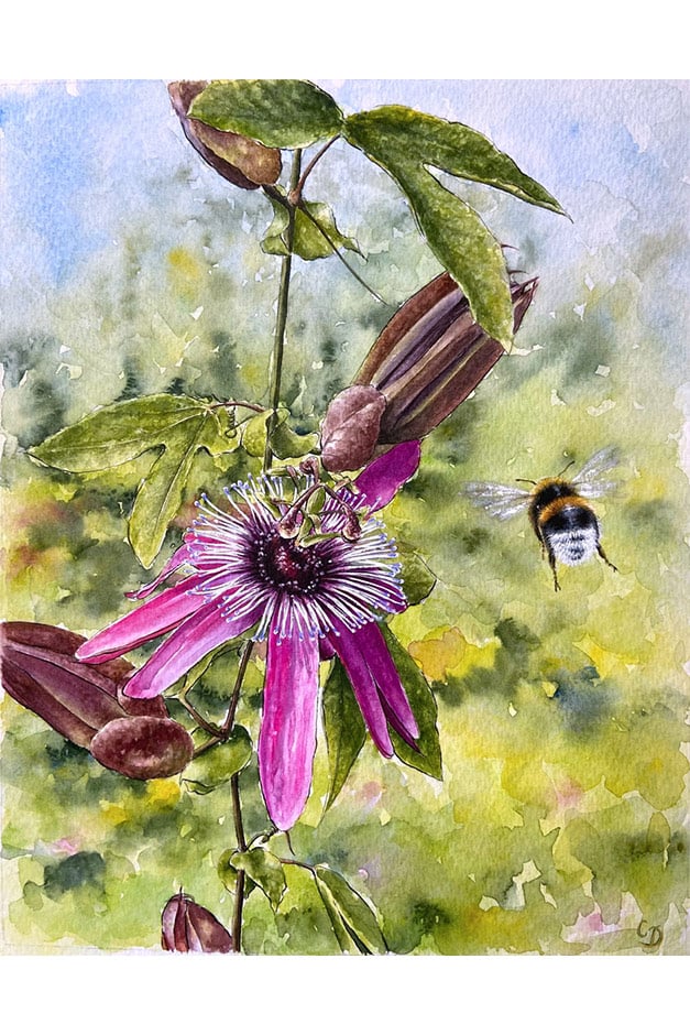 Passiflora x violacea artwork