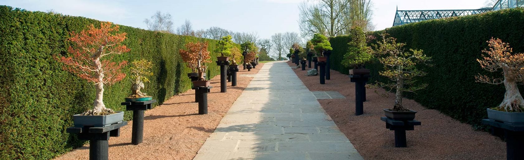 photograph of the garden