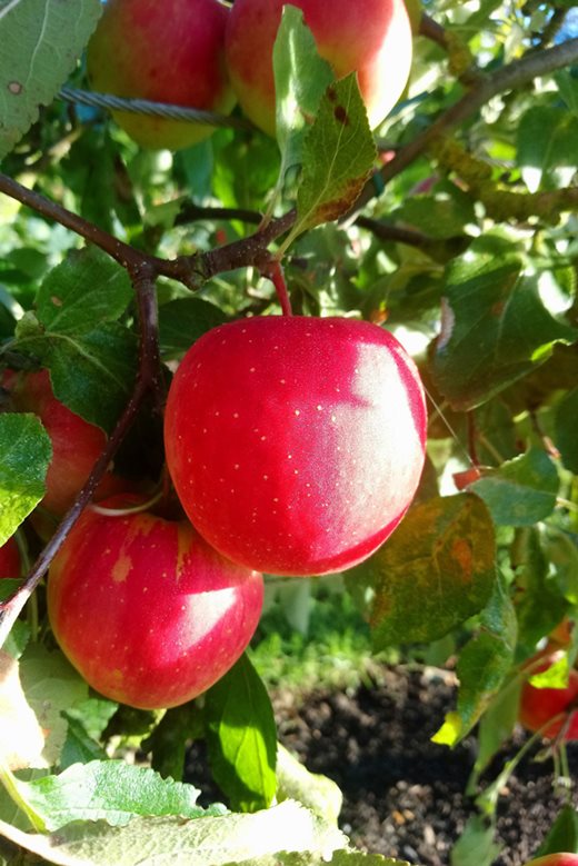 Apple 'Red Falstaff'